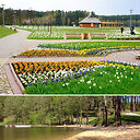 Vijūnėlė