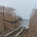 Kuršių marios